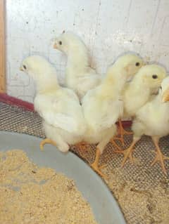 Pure Aseel chicks available.