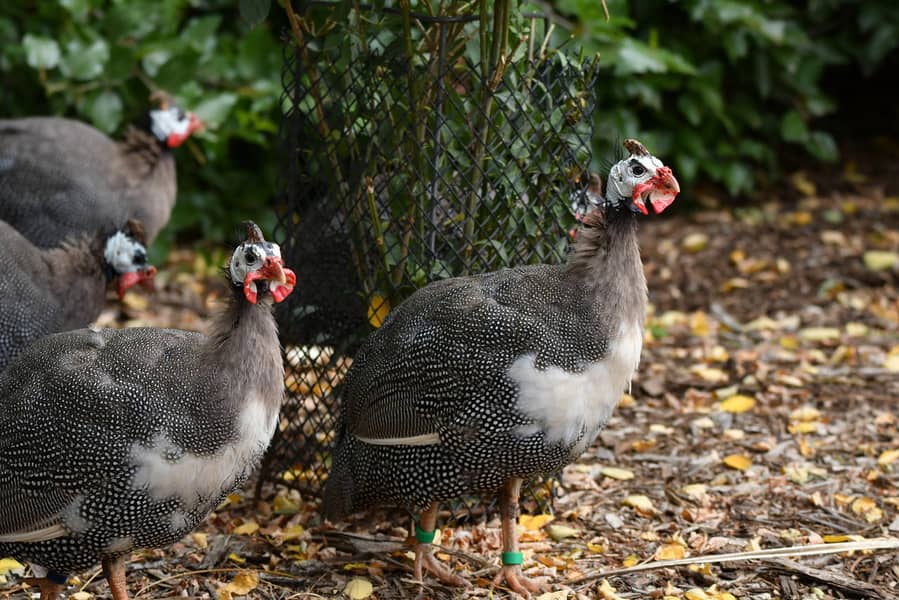 Titri/guinea fowl trio for sale 0