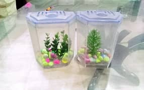 Fish aquarium