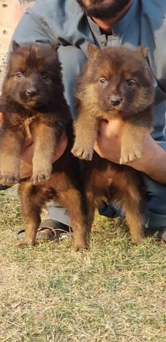 German Shepherd |black German Shepherd puppies | puppy | GSD dog