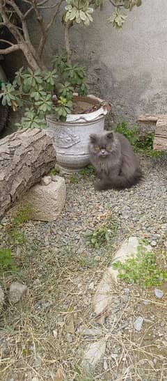 Persian Cats Double Coated