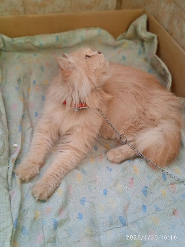 male rusian female persian 0