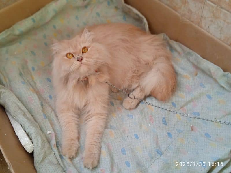 male rusian female persian 1