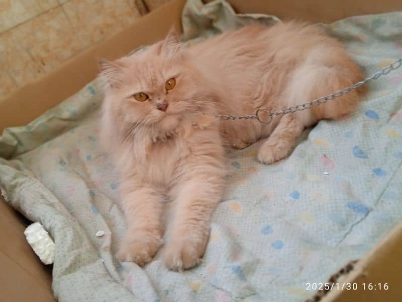 male rusian female persian 2