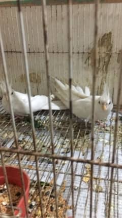 All birds with cages for sale