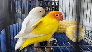 love birds breeder