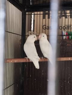 Albino split pair