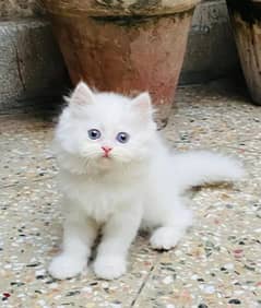 persian cat for sale 2 month age WhatsApp number 03267720525