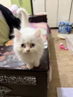 Persian kitten punch face (white)