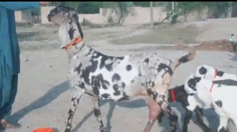 shera print Bakri 3 Bacchon Ke Sath For Sale WhatsApp On 0311,7478,299 1