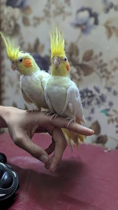 Cockatiel