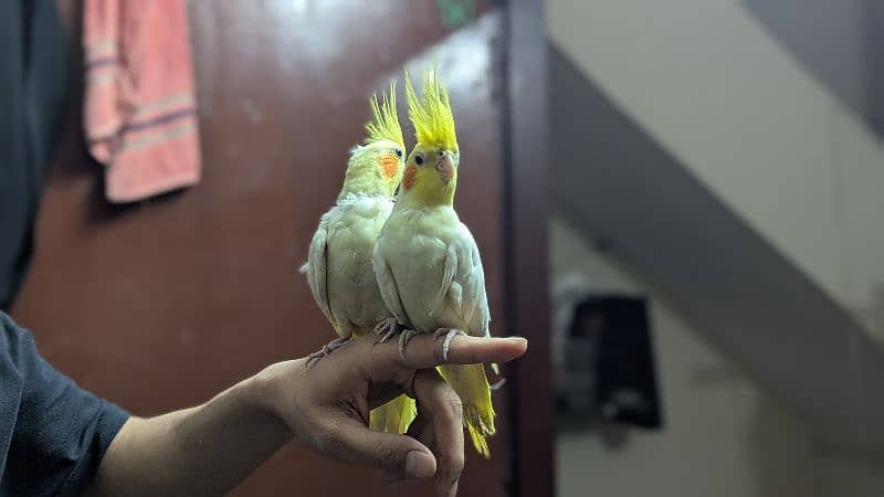 Cockatiel 1