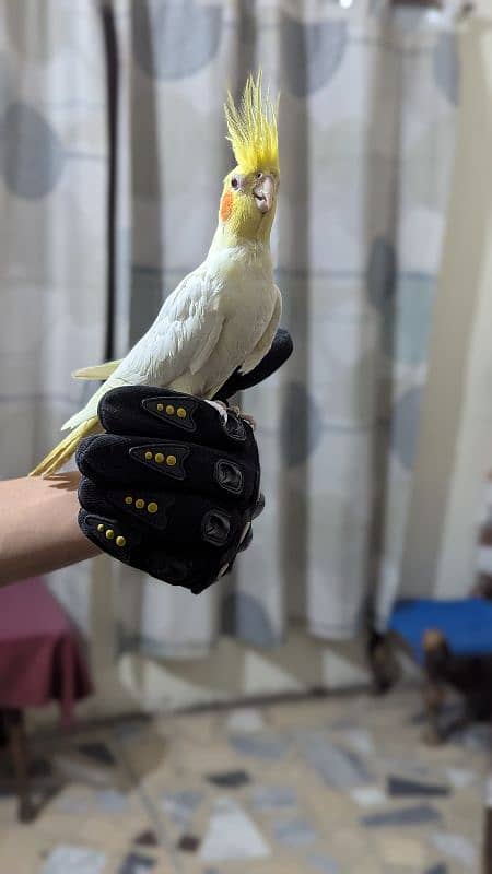 Cockatiel 2