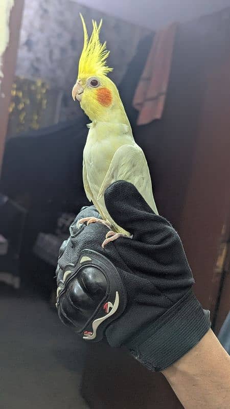 Cockatiel 3