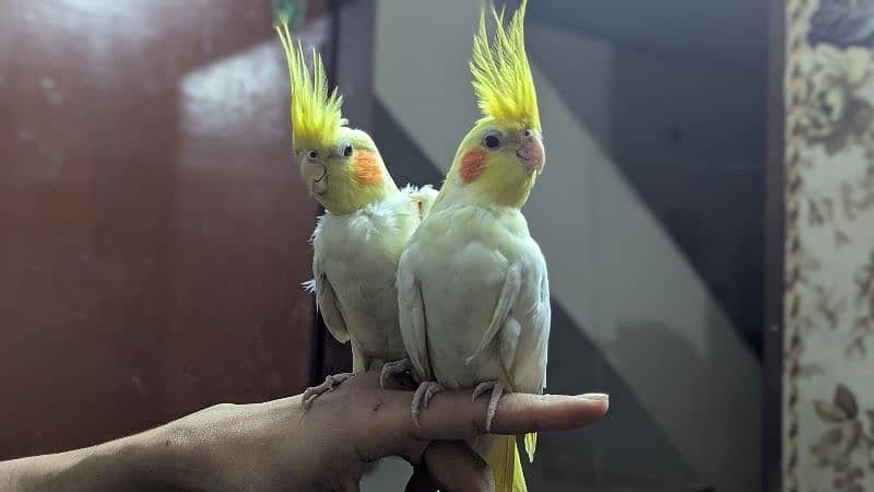 Cockatiel 4