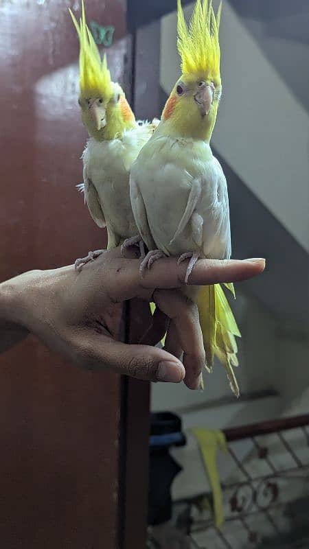 Cockatiel 5