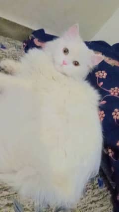 Persian cat bilkul perfect hai 8 mah