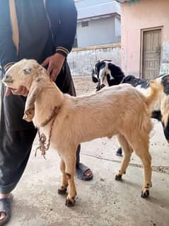 Goat For Sale Kheerma Bakra