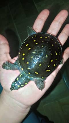 Indian Softshell turtle