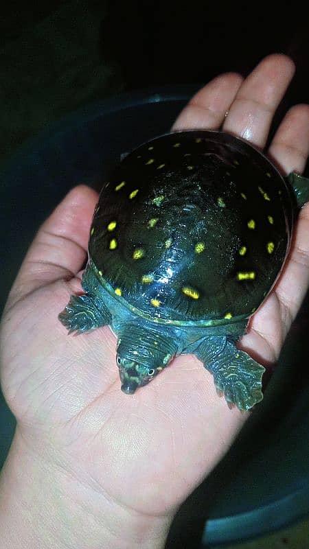 Indian Softshell turtle 1