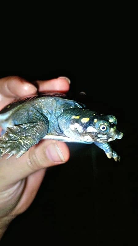 Indian Softshell turtle 2