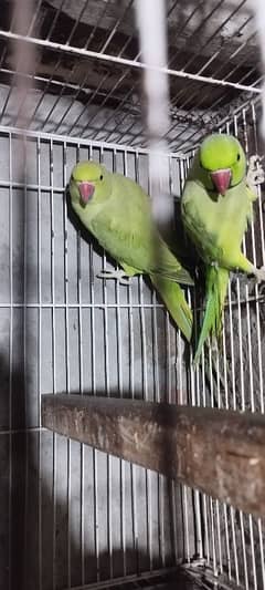 green love bird pair  available