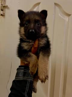 German shepherd puppies