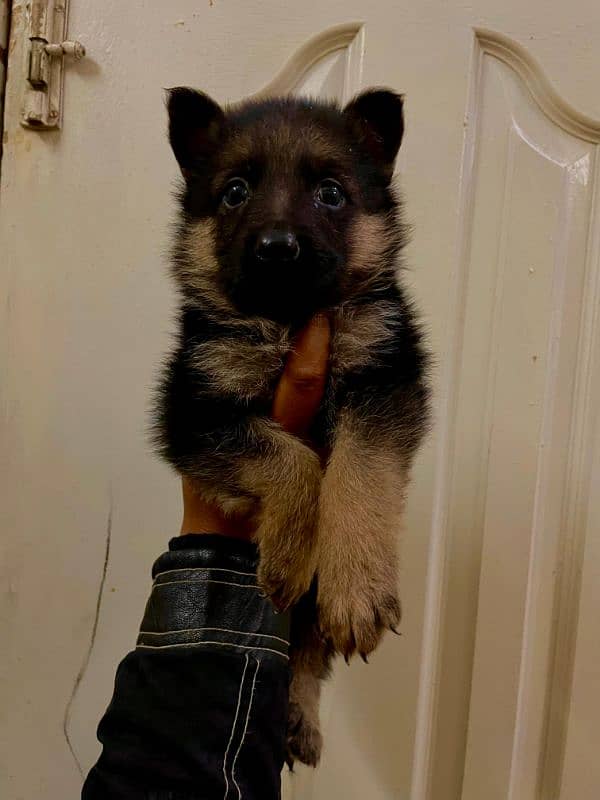 German shepherd puppies 1