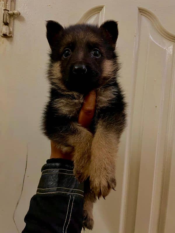 German shepherd puppies 2