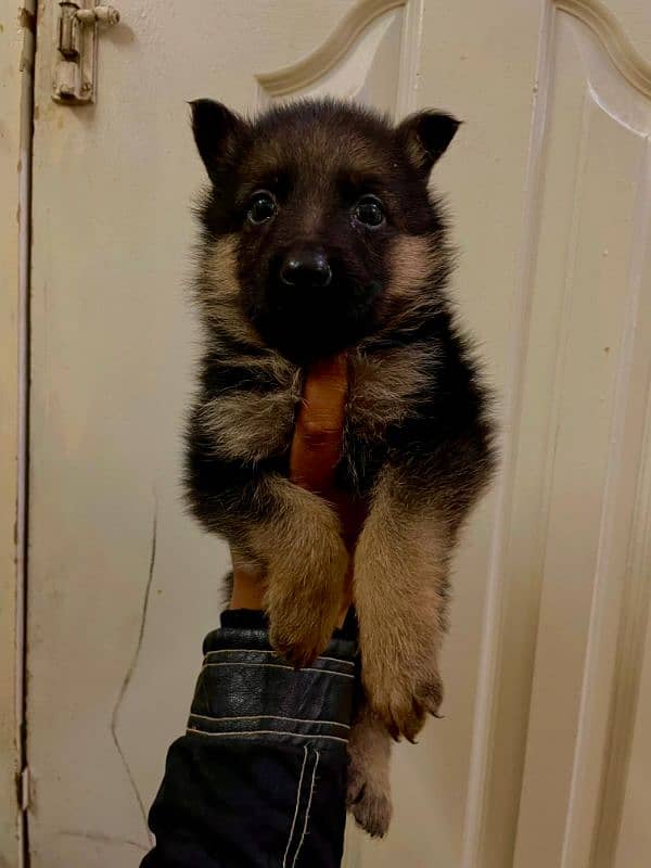 German shepherd puppies 3