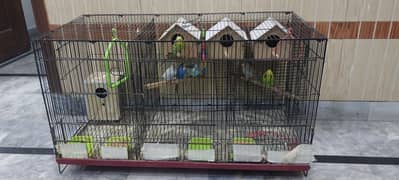 Budgies with three partition cage