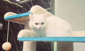 Urgent sell White Persian kitten