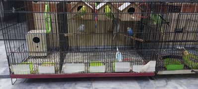 3 pair of Budgies 1 pair of love birds with three partition cage