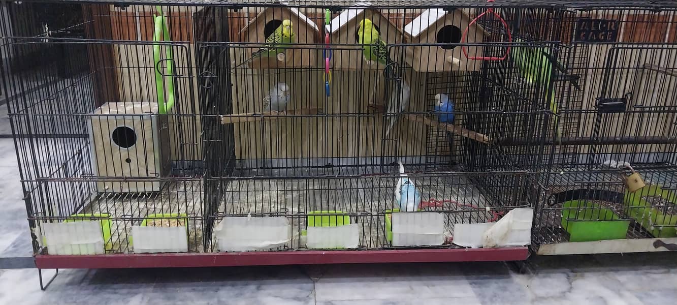 3 pair of Budgies 1 pair of love birds with three partition cage 0