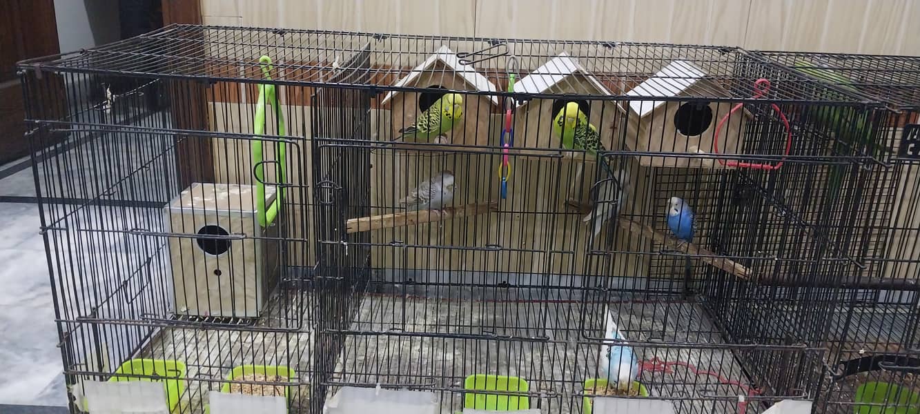 3 pair of Budgies 1 pair of love birds with three partition cage 1