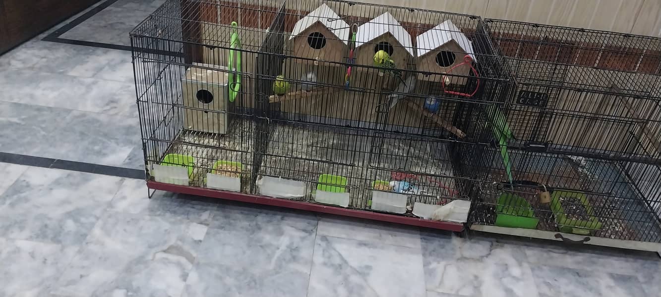 3 pair of Budgies 1 pair of love birds with three partition cage 2