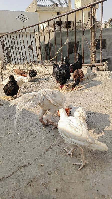 Heera Aseel Patha For Sale Big Hight And Log Tail 1