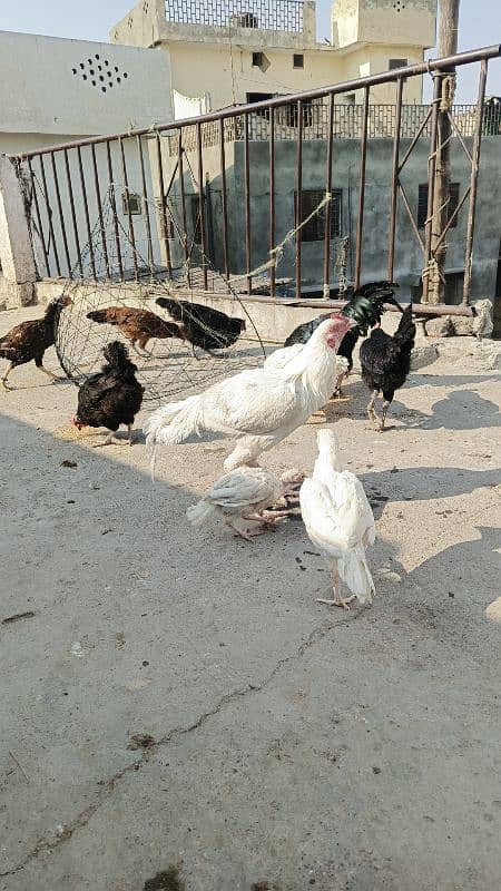 Heera Aseel Patha For Sale Big Hight And Log Tail 2