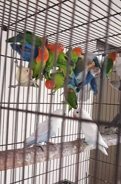 2 Albino love bird pairs for sale 10