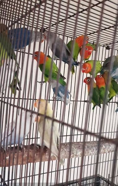 2 Albino love bird pairs for sale 11