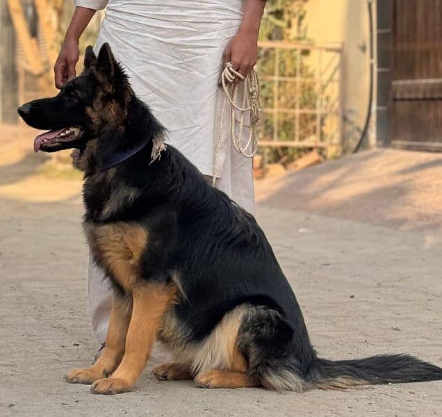 Full long coat German shepherd Female available for sell 0