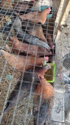 golden misri hens 15 female