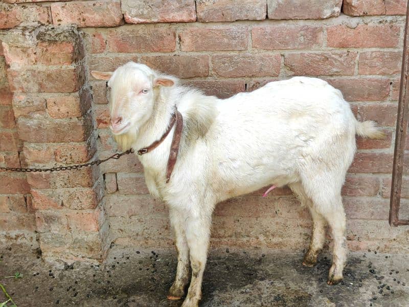 Tada Bakra | Breder 0