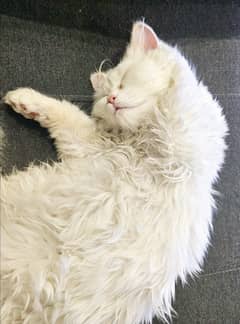 Urgent sell White Persian kitten