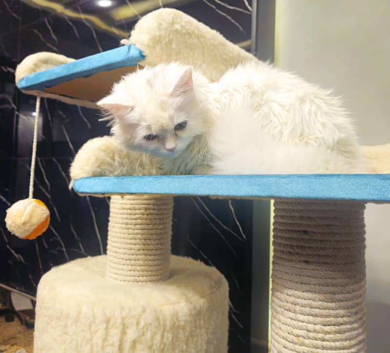 Urgent sell White Persian kitten 3