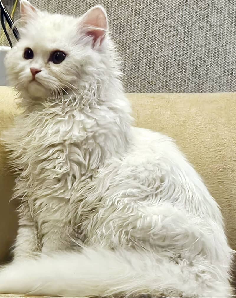 Urgent sell White Persian kitten 5