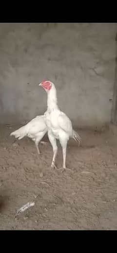 Paper White Heera Aseel Chicks