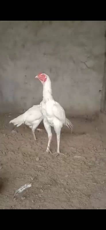 Paper White Heera Aseel Chicks 0