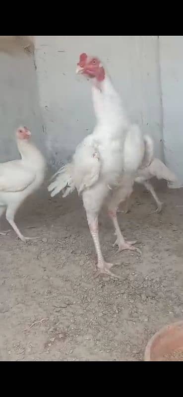 Paper White Heera Aseel Chicks 2