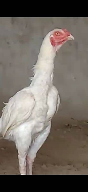 Paper White Heera Aseel Chicks 3